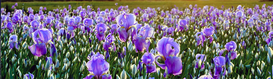 Field of Irises