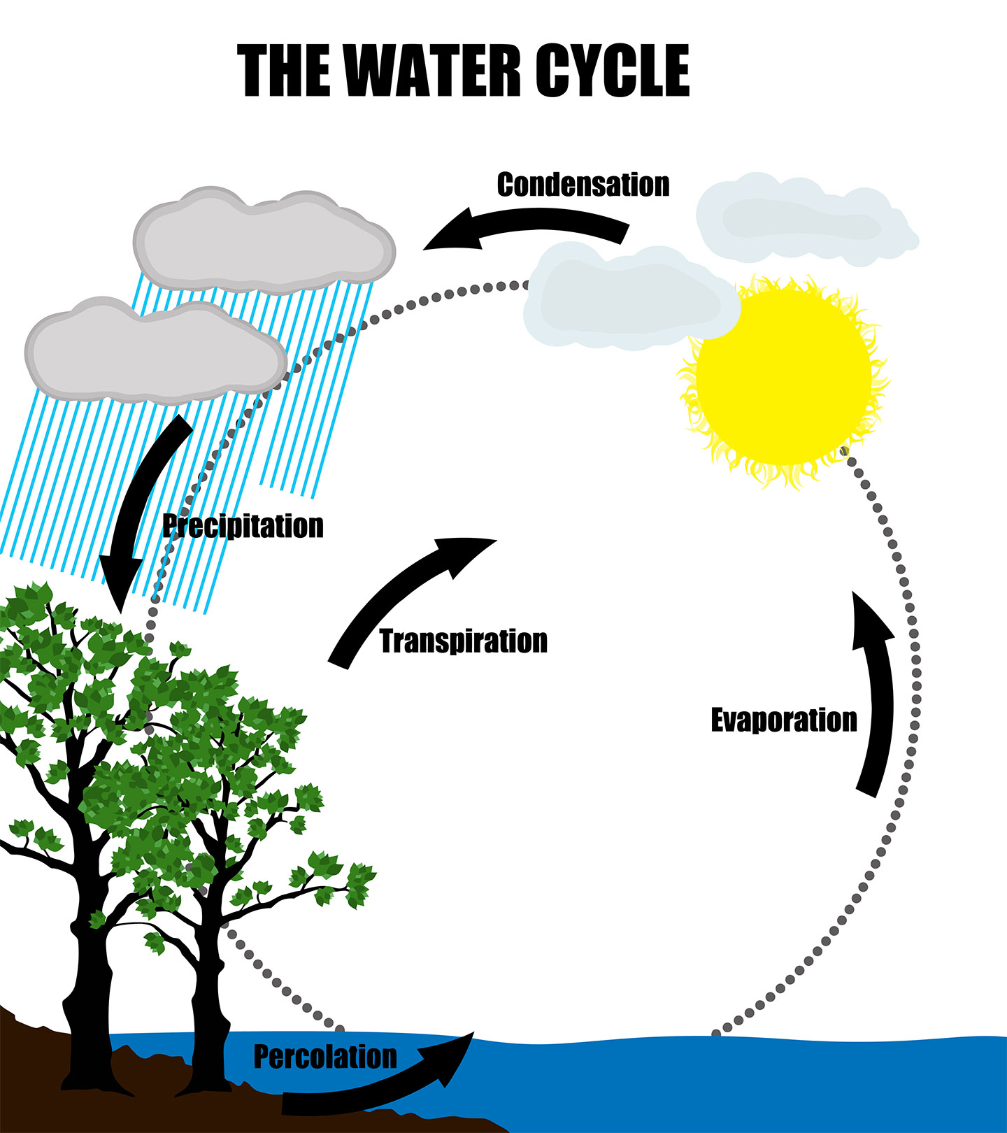 Cycle graphic organizer for the water cycle
